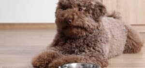 Alimentación adecuada para caniche toy