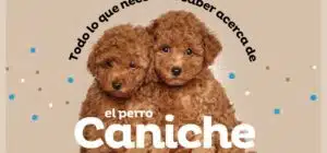 Temperamento del caniche toy