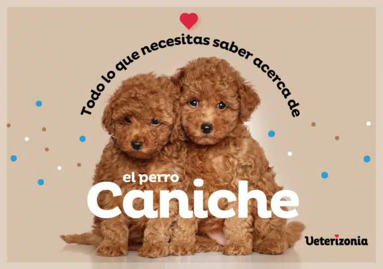 Temperamento del caniche toy: comparado con otras razas