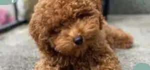 El caniche toy