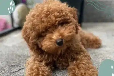Problemas de alimentación en caniche toy adulto y soluciones efectivas