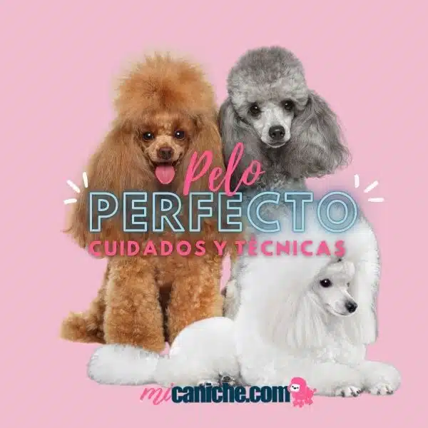Descubre técnicas eficaces para cuidar el pelaje de tu caniche toy