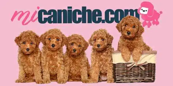 Una web sobre caniches o poodles