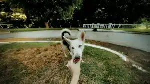 Milo Seguro Veterinario