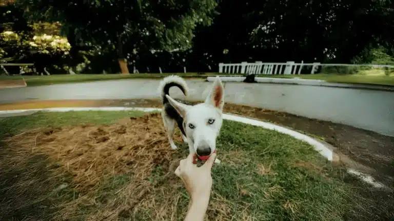 Milo Seguro Veterinario