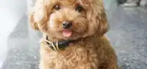 Criaderos de Caniche en Villar de Torre