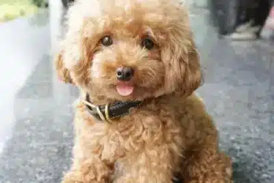 Criaderos de Caniche en Villarta-Quintana