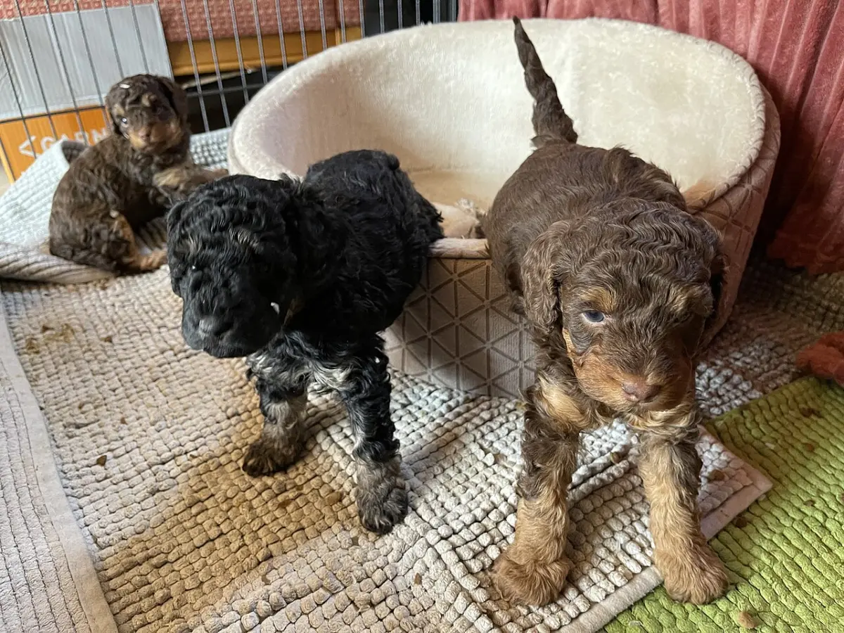 Cachorros de caniche negros y marrones junto a su camada, antes de la edad de entrega