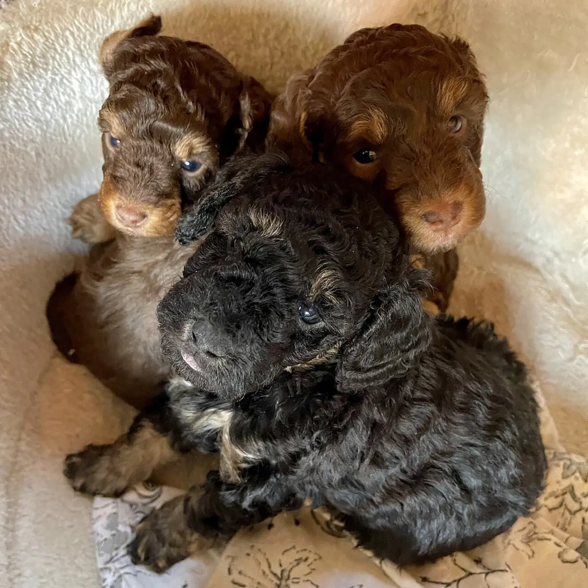 Cachorros de caniche marrón y negro acurrucados en su cama