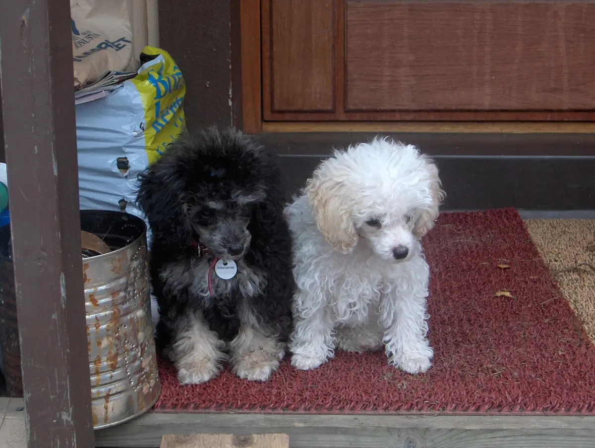 Dos cachorros de caniche toy, uno negro y otro blanco, en casa del criador