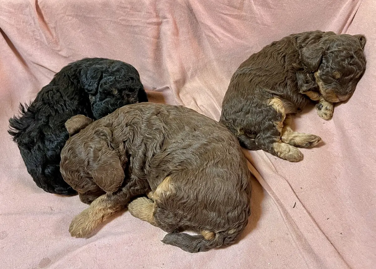 Cachorros de caniche de tres semanas durmiendo juntos, todavía con su madre