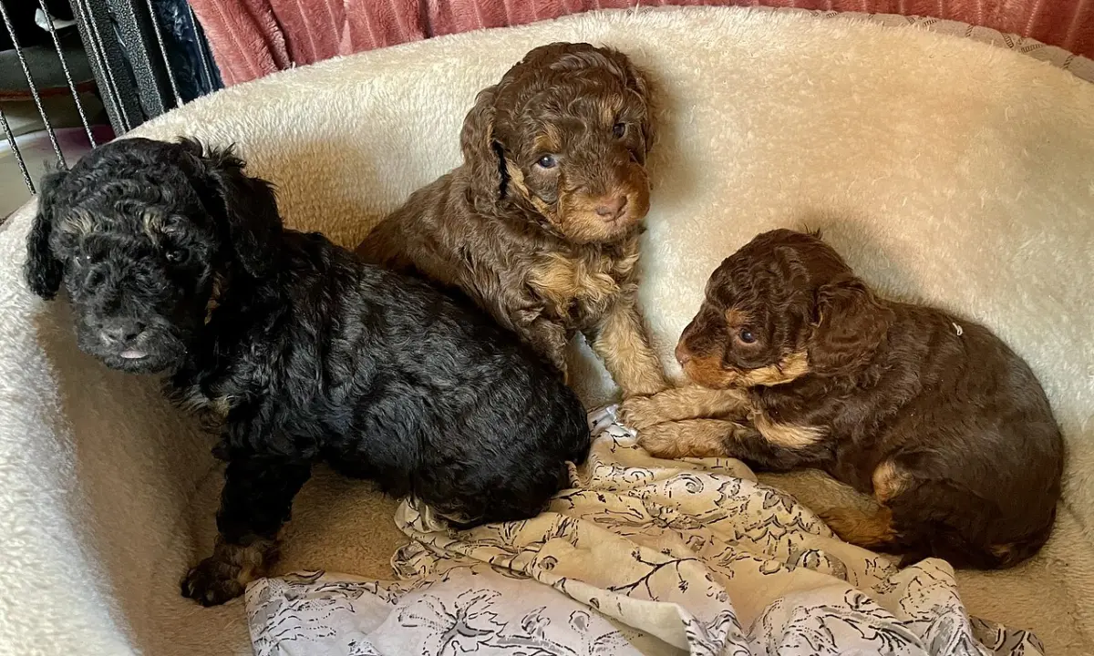 Camada de cachorros de caniche de unas cuatro semanas en el lugar donde nacieron