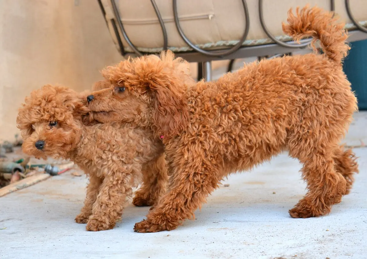 Caniche adulto rojo junto a un cachorro, como cuando el criador te deja conocer a la madre