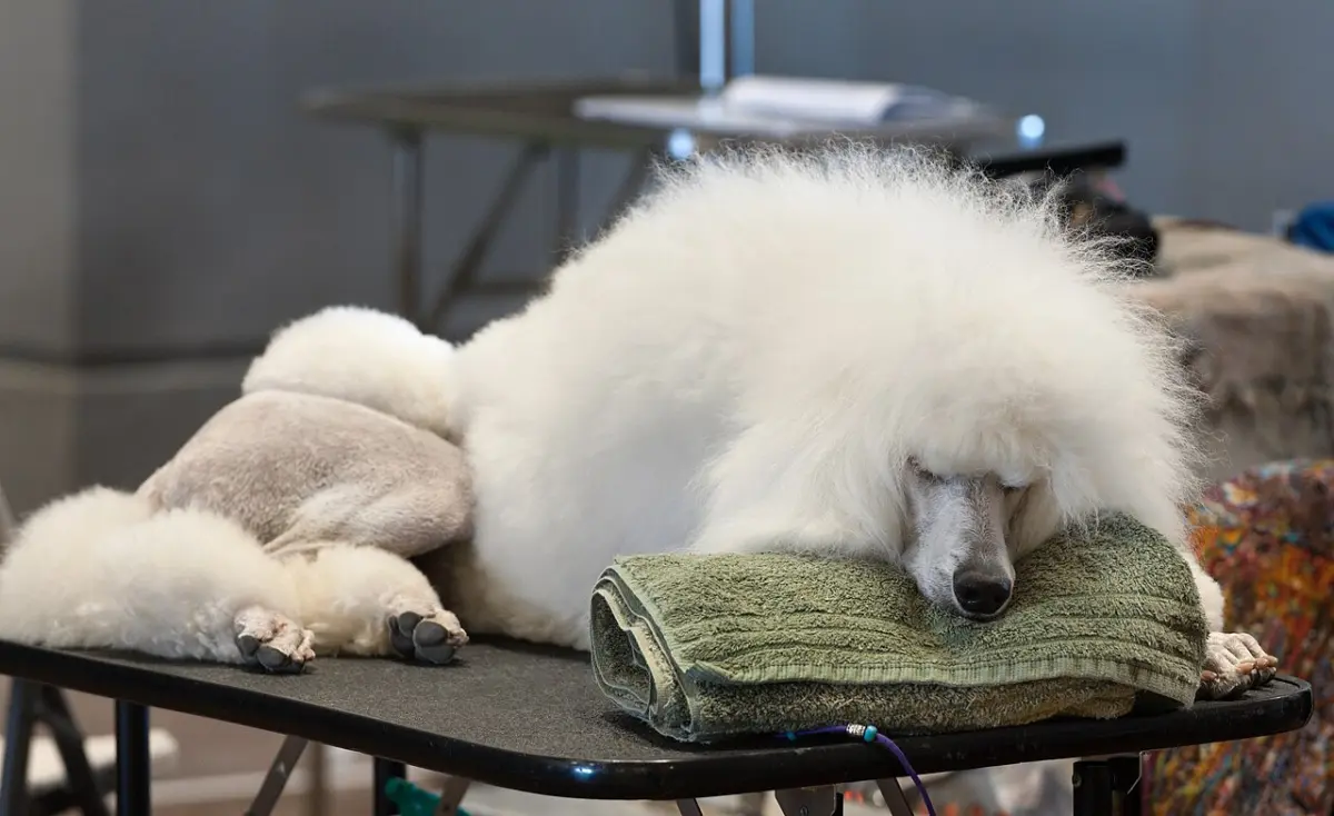 Caniche blanco descansando en la mesa de preparación durante una exposición canina