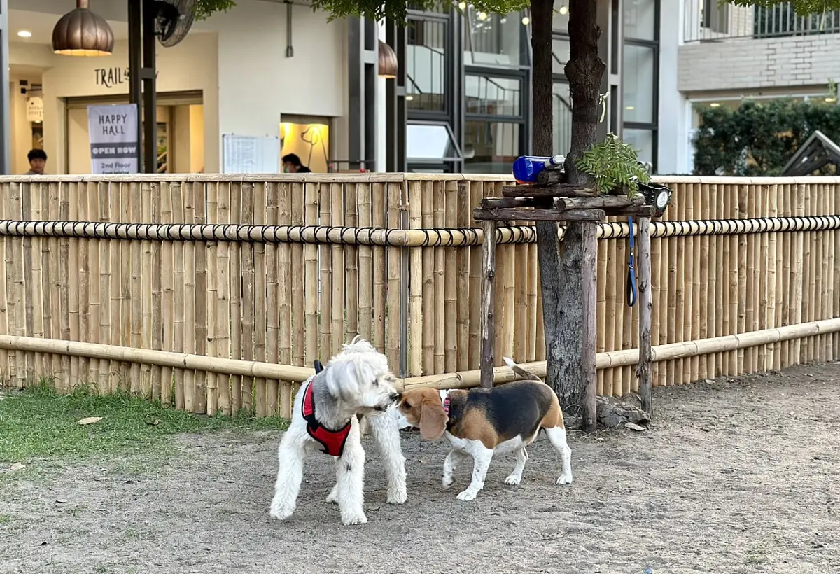 Caniche blanco adulto socializando con otro perro en un parque