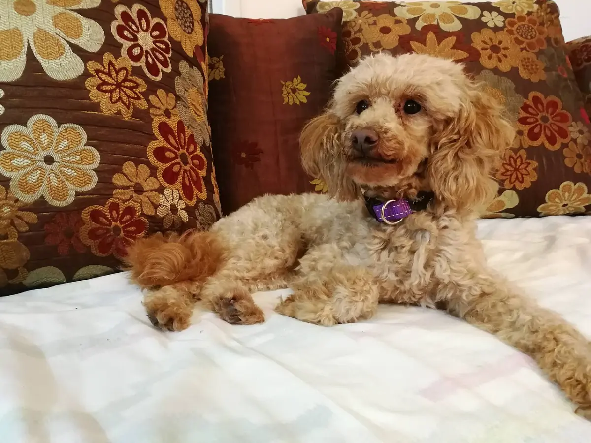 Caniche dorado adulto descansando tranquilo en casa