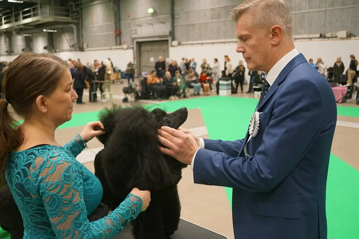 Juez revisando a un caniche negro en una exposición canina, como las que sirven para conocer criadores cerca de Godoy Cruz