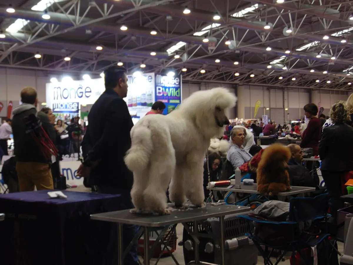 Caniche grande blanco preparado sobre la mesa antes de salir a pista en una exposición