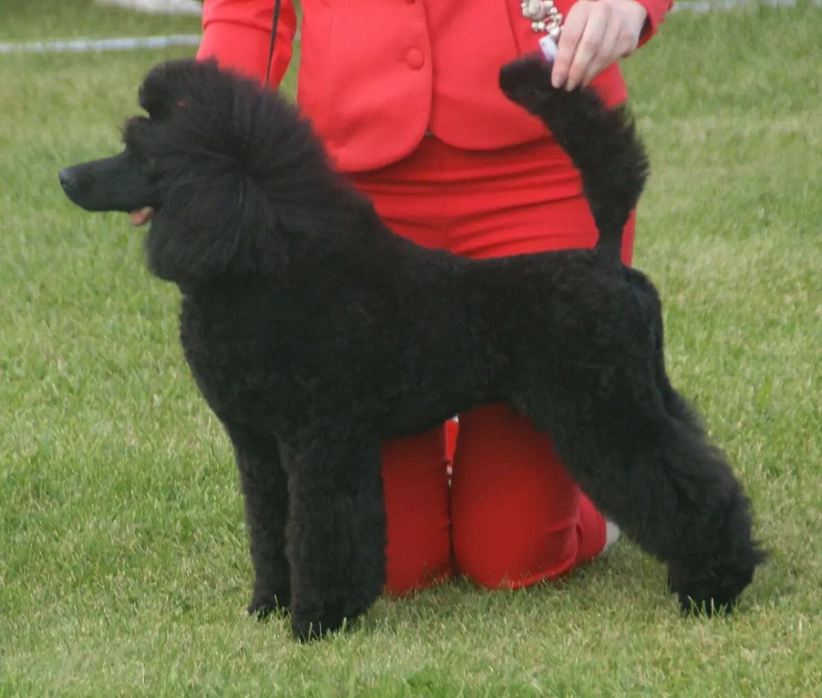 Caniche mediano negro colocado en posición de exposición sobre el césped