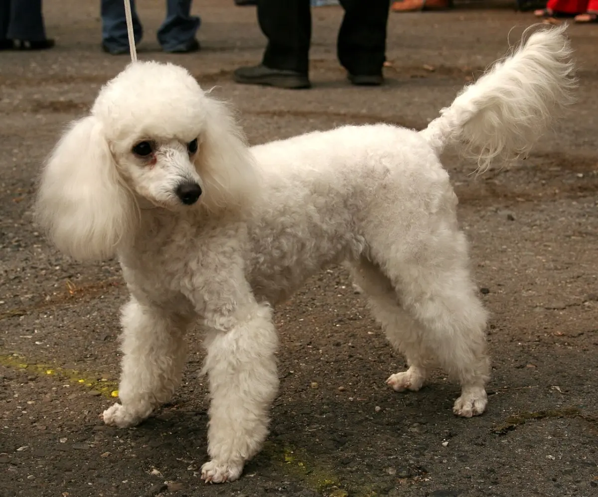 Caniche miniatura blanco adulto de pie, un tamaño práctico para vivir en Moreno