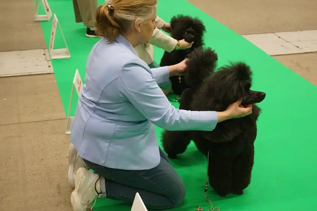 Caniche negro presentado en pista durante una exposición canina
