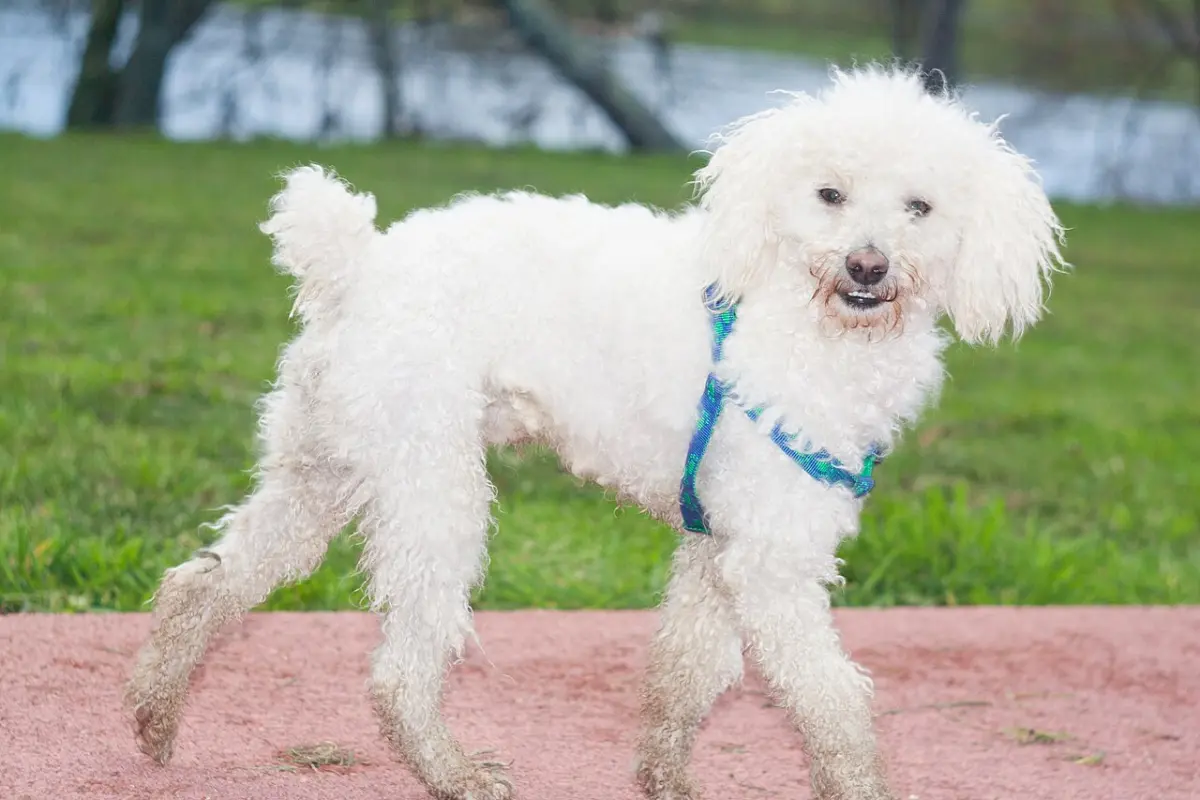 Caniche toy blanco adulto paseando con arnés, una opción si piensas en adoptar en Morón