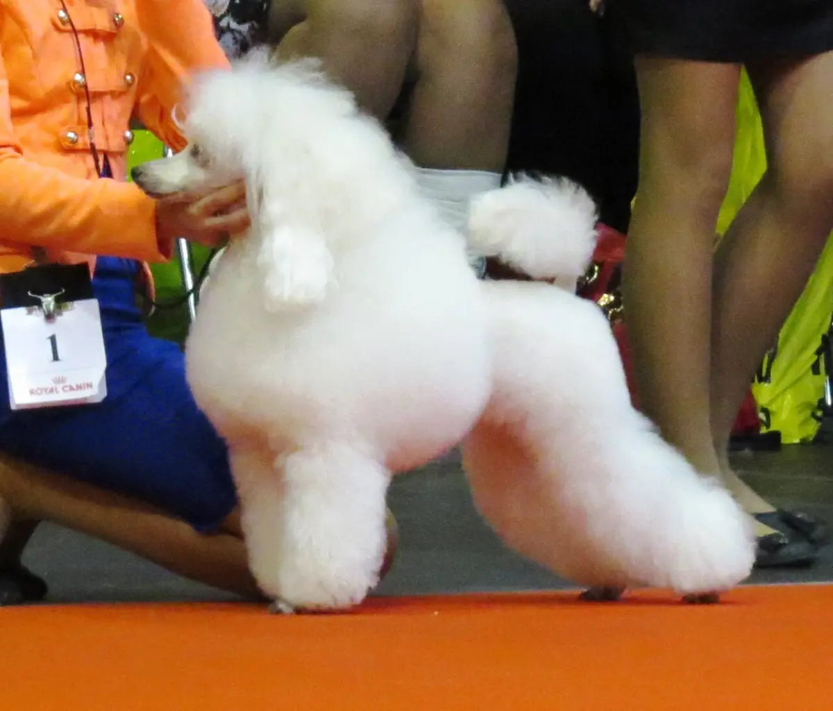Caniche toy blanco presentado en pista por su guía