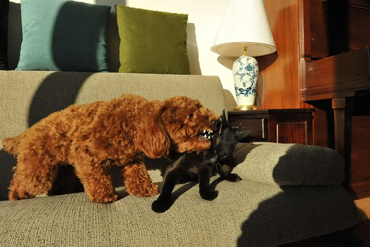 Caniche toy color chocolate en el sofá de casa junto a un gato
