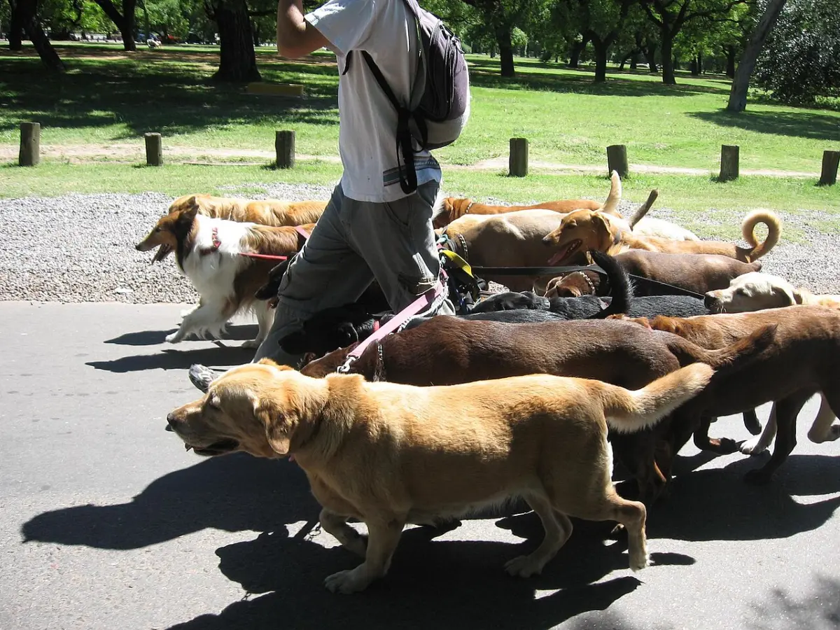 Paseador con varios perros en un parque de Buenos Aires
